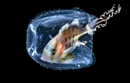 A young trevally shelters in a box jellyfish, Lembeh, Indonesia. From the Collective Portfolio award. Photograph: Galice Hoarau