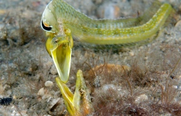 Two male blennies in a territorial fight over a nearby female. Nominee: Collective Portfolio award
Photograph: Steven Kovacs
