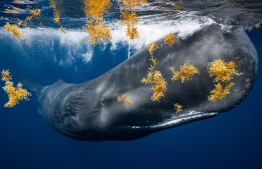 A sperm whale amid sargassum weed off Roseau, Dominica. Nominee: Adventure Photographer of the Year
Photograph: James Ferrera