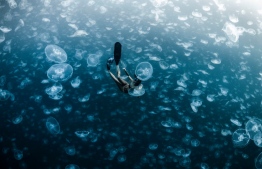 A freediver falls through an ocean full of moon jellyfish in the Raja Ampat islands, West Papua. Third place: Collective Portfolio award
Photograph: Alex Kydd