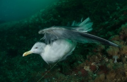 A gull caught on a ‘ghost’ fishing line (lost or discarded gear), Saltstraumen, Norway. Second place: Conservation Photographer of the Year
Photograph: Galice Hoarau