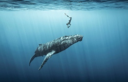 A freediver captures a photograph of a humpback whale, Réunion Island. Third place: Ocean Adventure Photographer of the Year
Photograph: Sébastien Pontoizeau/Alasy Photography