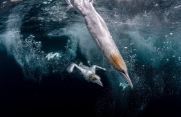 Diving gannets hit the water off the Isle of Noss, Shetland, UK. Second place: Ocean Photographer of the Year
Photograph: Henley Spiers