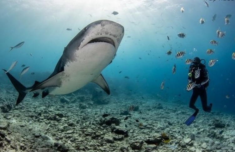 ހަމްނާ ކަނޑު އަޑީގައި--