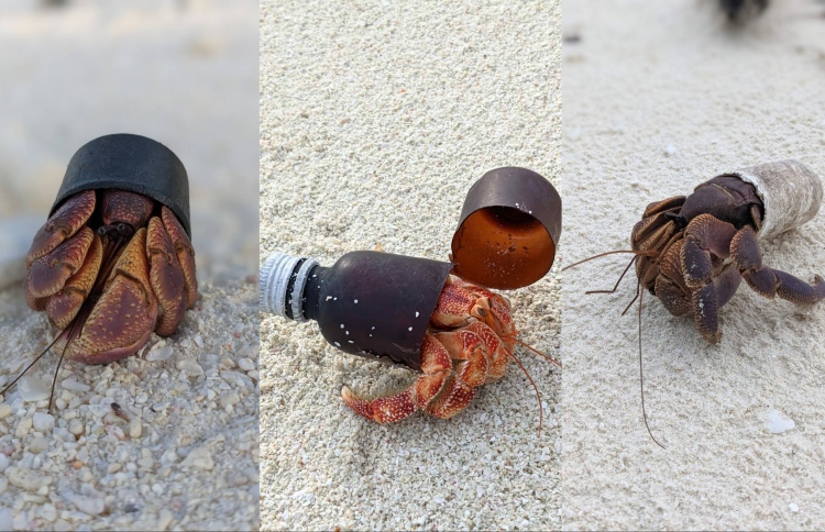 ބަރަވެއްޔަށް ވެސް ޕްލާސްޓިކް ނޫން ގޮތެއް ބޭނުންވެއްޖެ