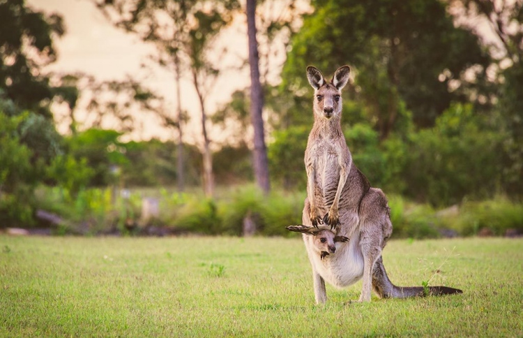 ކެންގަރޫތަކެއް މަރާލުމުން ދެ ކުއްޖަކަށް ދައުވާކޮށްފި