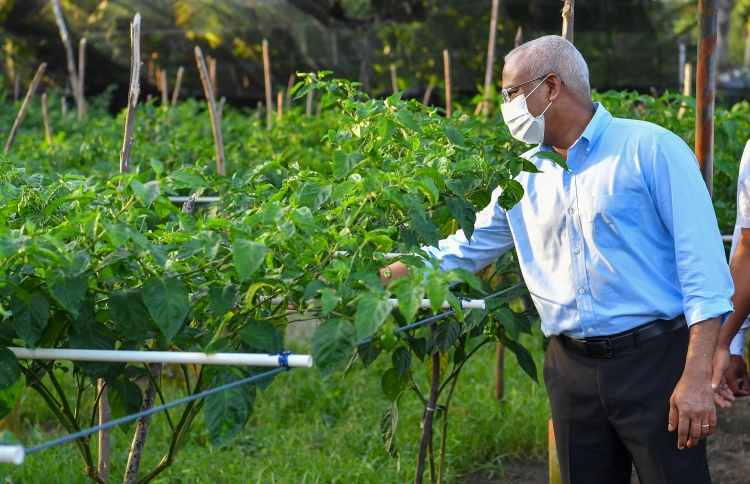 ރާއްޖޭގައި ހެއްދޭ ތަރުކާރީގެ އިމްޕޯޓް ޑިއުޓީ ބޮޑުކުރަނީ