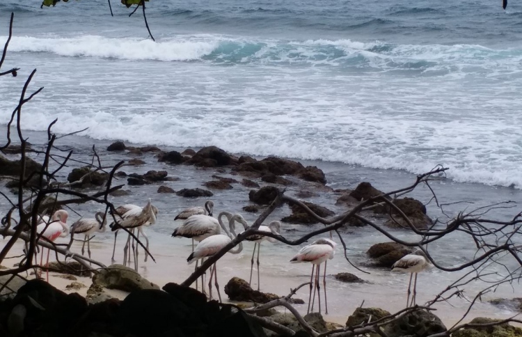 ފިޔަ ކޮށާލި ފްލެމިންގޯ އުޅެން ހާއްސަ ރަށެއް!