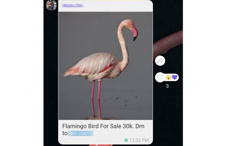 ފްލެމިންގޯ ވިއްކަން އުޅުނު މީހާ ހޯދައި ދޫނި އަތުލައިފި