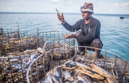 A fisherman of Dhiggaru island at work: Homestay tourism will begin in the island next January. (Photo/Abdulla Abid).