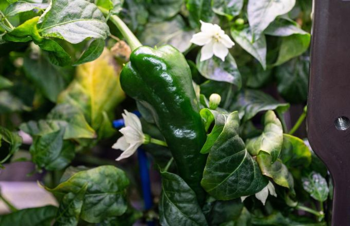 ޖައްވީ ސްޓޭޝަންގައި މިރުސް ވެސް ހައްދައިފި