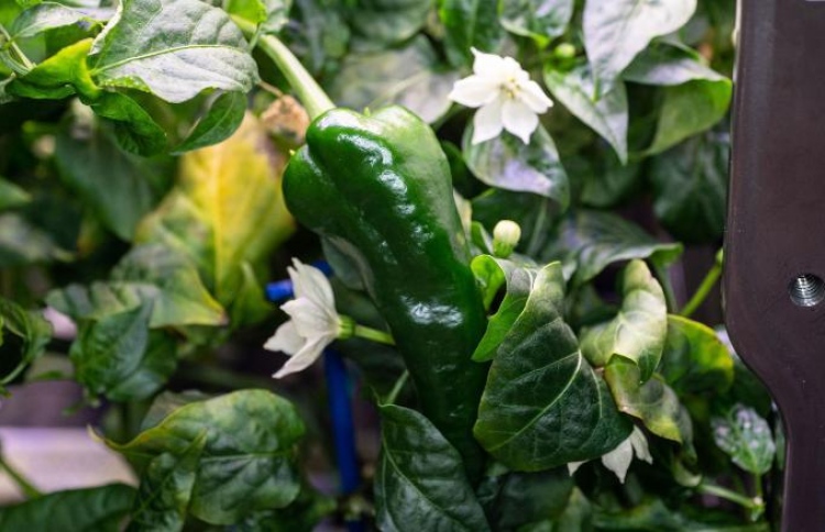 ޖައްވީ ސްޓޭޝަންގައި މިރުސް ވެސް ހައްދައިފި