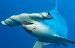 Sharks of Maldives