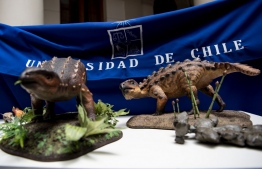 View of models of a Stegouros elengassen, a new species of non-avian dinosaur which remains were discovered intact in the Patagonia, as its remains are displayed in Santiago on December 1, 2021. -- Photo: Martin Bernetti/ AFP