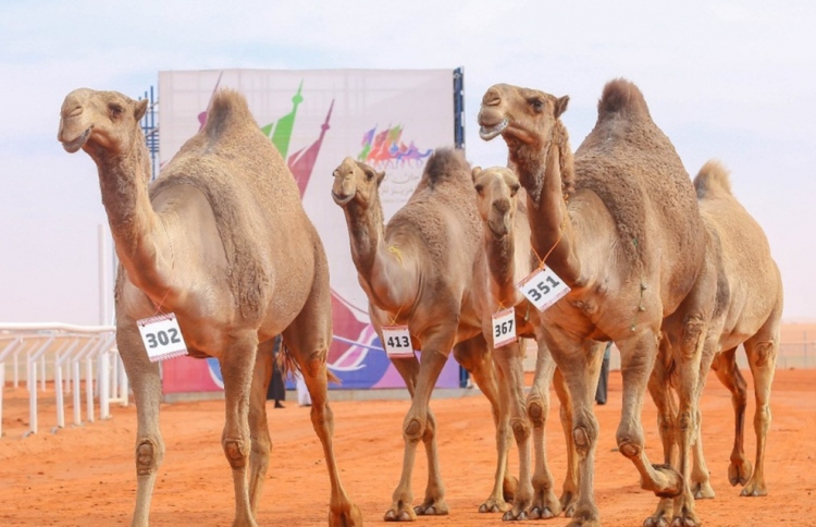 ޖަމަލުގެ ރީތީގެ މުބާރާތުގައި ވެސް އޮޅުވާލުން