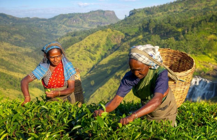 ލަންކާ އިން ތެލުގެ ދަރަނި ސައިފަތުން ދައްކަނީ