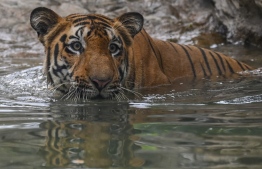 (FILES) In this file photo taken on July 29, 2021 Shakti, a Bengal Tiger enjoys a pool at the Veermata Jijabai Bhosale Udyan and Zoo in Mumbai, on the World Tiger Day. - India's tiger conservation body said 126 of the endangered big cats died in 2021, the highest toll since it began compiling data a decade ago. -- Photo: Punit Paranjpe/ AFP