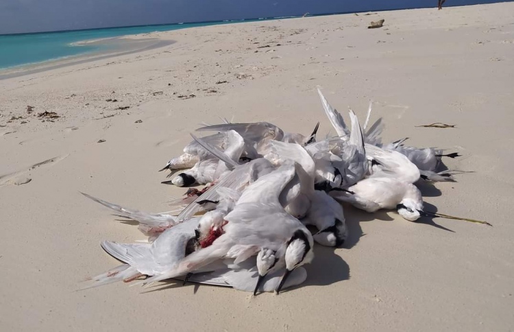 އެއާ ޓެކްސީއަކުން ޖެހި ކިރުދޫނިތަކެއް މަރުވެއްޖެ