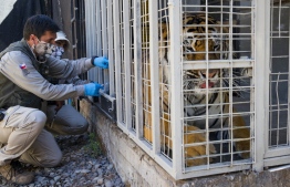 A Bengal tiger named Charly receives an experimental dose of a vaccine against COVID-19 made by the Zoetis veterinary laboratory, at the Buin Zoo in Buin, Chile, on January 3, 2022. -- Photo: Javier Torres / AFP