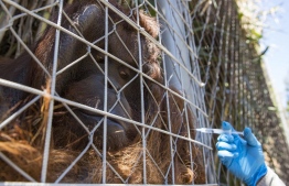 A Bornean orangutan named Sandai receives an experimental dose of a vaccine against COVID-19 made by the Zoetis veterinary laboratory, at the Buin Zoo in Buin, Chile, on January 3, 2022. -- Photo: Javier Torres / AFP