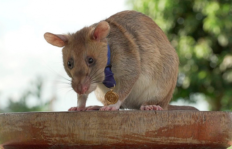 ރިކޯޑް ލިބުނު މީދާ މަރުވެއްޖެ