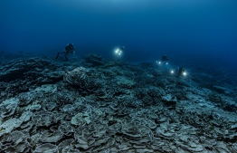 This handout picture taken on December 12, 2021 by French Photographer Alexis Rosenfeld shows a newly-discovered reef of giant rose-shaped corals at a depth of over 30 meters off Tahiti, in French Polynesia.  -- Photo: Alexis Rosenfeld / AFP