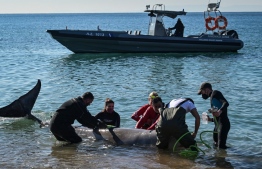 Lifeguards and experts from ARION cetacean center rescue a small whale, apparently weak and injured, that got stranded on a beach in a suburb of the Greek capital Athens, on January 28, 2022. - Aimilia Drougas, an oceanographer from the Arion cetacean rescue centre, identified the mammal as a Cuvier's beaked whale. -- Photo: Aris Messinis / AFP