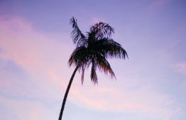 Tropical simplicity -- Photo: Athena/ pexels.com