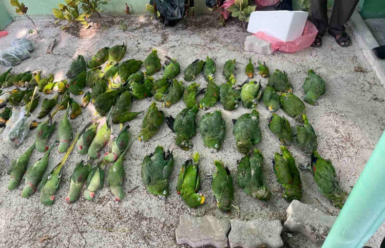 ގަވާއިދާ ހިލާފަށް އެތެރެކުރި ދޫނިތަކެއް މަރާލައިފި