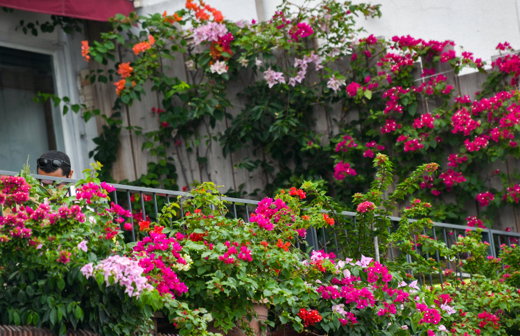 މިދިޔަ 4 މަހު ރާއްޖެއަށް 3.8 މިލިއަން ގަސް ގެނައި