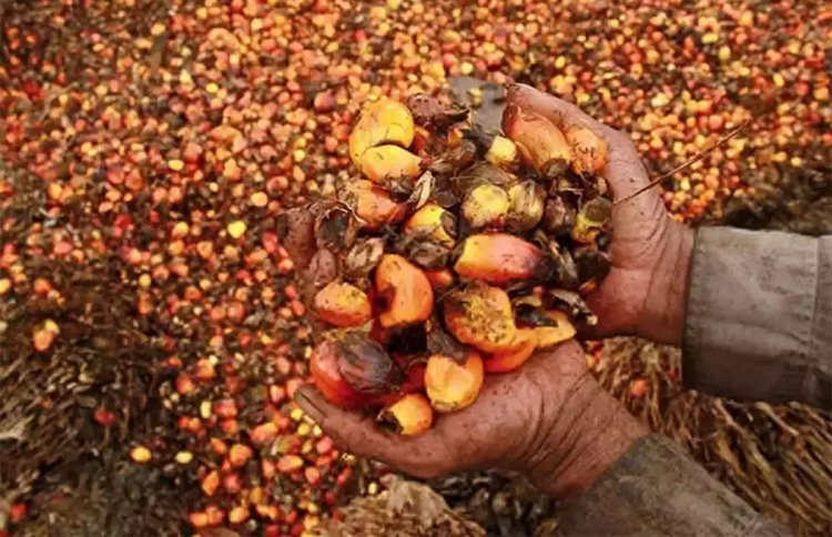 އިންޑިއާ އިން ޕާމް އޮއިލްގެ ޓެކްސް ކުޑަކޮށްފި