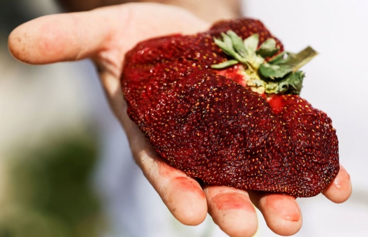 ދުނިޔޭގެ އެންމެ ބަރު ސްޓްރޯބެރީގައި 289 ގްރާމް