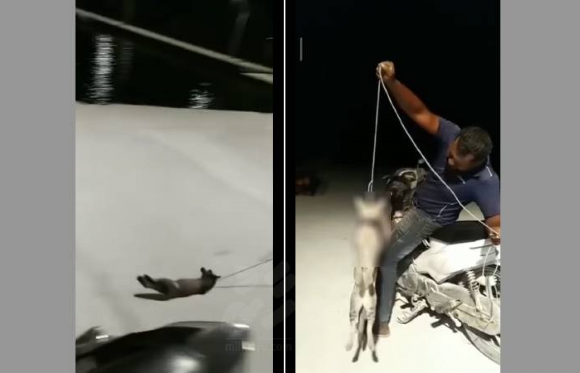 Investigation launched into cat killing The Edition