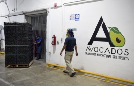 Employees work at an avocados packing plant in the municipality of Ario de Rosales, Michoacan state, Mexico, on February 21, 2022. - While in the US tons of avocados were eaten while people watched the Super Bown, in Mexico, where they were produced, soldiers deactivated explosives planted by drug traffickers who impose their law in the state of Michoacan. -- Photo: Alfredo Estrella / AFP