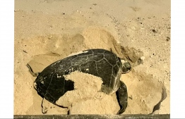 Turtle spotted in Male on Sunday -- Photo: MP Mohamed Abdulla ShafeegMP Mohamed Abdulla Shafeeg's Twitter account