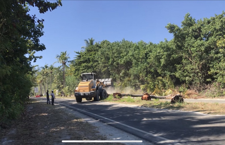 އައްޑޫ ލިންކް ރޯޑުގައި ހުރި 55 ރުއް ކަނޑާލައިފި