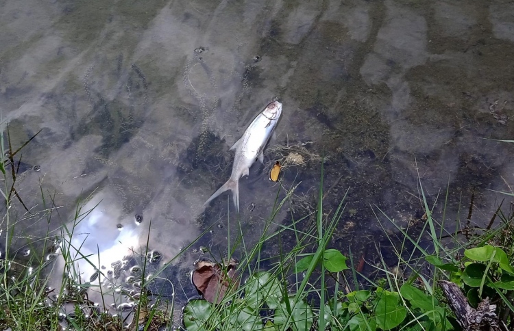 އާދަޔާހިލާފަށް ހޫނުގަދަވެ، ހިތަދޫ ކުޅިން މަސް މަރުވަނީ