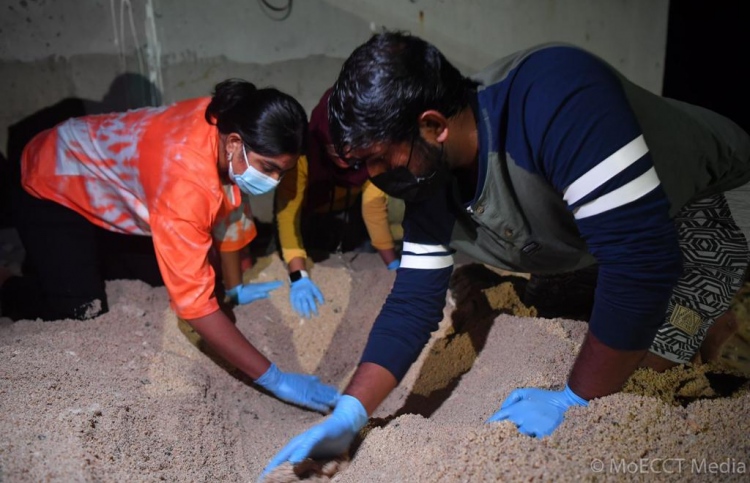 މާލެ އެރި ވެލާގެ ބިސްތައް ކުޑަހުރާ އަށް ގެންގޮސްފި