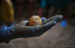 A singular egg from the eggs the turtle laid on March 15, in Male' -- Photo: Environment Ministry