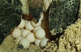 The eggs the turtle that visited Male' on Tuesday, March 15, laid -- Photo: Environment Ministry
