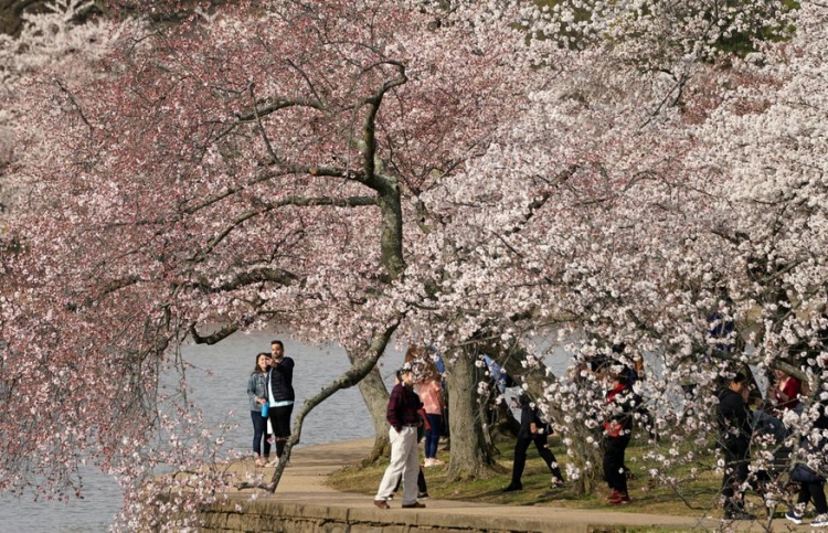 ވޮޝިންގްޓަން އަށް "ޗެރީ ބްލޮސަމް" އަތުވެއްޖެ