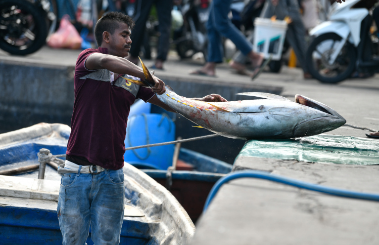 "މާރުކޭޓު ސަރަހައްދުން މަސްދޯނިތަކުން ފީއެއް ނުނަގާނެ"