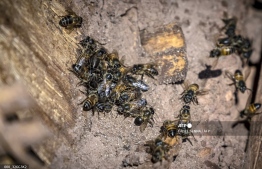 Bees are pictured at the Inzerki Apiary in the village of Inzerki, at a hillside in the heart of the Arganeraie Biosphere Reserve, a UNESCO-protected 2.5-million-hectare region, some 415 km (260 miles) southwest of the Moroccan capital Rabat on February 18, 2022. -- Photo: Fadel Senna / AFP