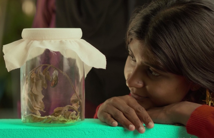 ދިރާގު ރޯދަ ވީޑިއޯގައި ކޮކާލެއްގެ ހަޔާތުން މެސެޖެއް