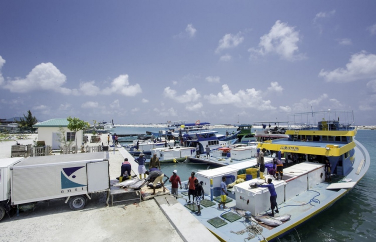 އެކްސްޕޯޓަރުން އެދެނީ ސަބްސިޑީ މަސްވެރިންނަށް ދޭން