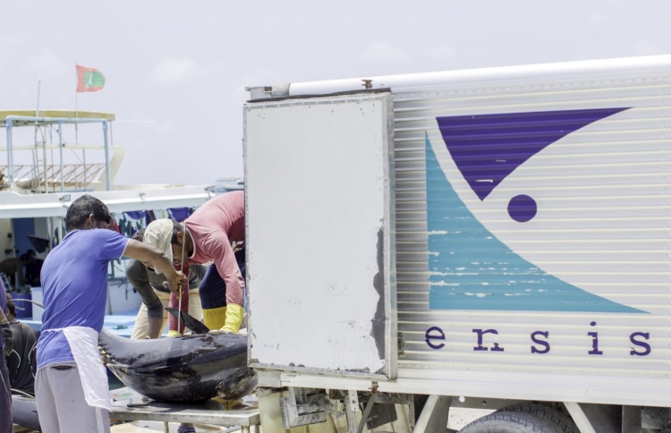 ފުލް ކެޕޭސިޓީގައި މިދަނީ މަސް ގަންނަމުން: އެންސިސް