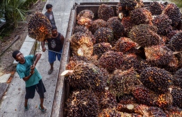 Workers transfer harvested palm fruits to a transport truck before being processing into crude palm oil (CPO) at a palm plantation in Pekanbaru on April 23, 2022. -- Photo: Wahyudi / AFP