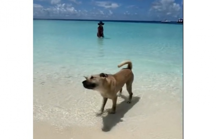 ރާއްޖޭގައި ކުއްތާއެއް ގެންގުޅޭތީ ފެންނަ ވީޑިއޯއެއް