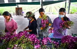 This photo taken on April 7, 2022 shows workers processing orchids to be exported for wholesale at an orchid farm in the central Thai province of Nakhon Pathom. - Once considered a popular past time among the Thai elite, orchid growing has developed into a multi-million dollar industry and the kingdom is the world's biggest exporter, but the pandemic has seen one in five farms shut recently and growers are expecting further hits due to the war in Ukraine. -- Photo: Lillian Suwanrumpha / AFP
