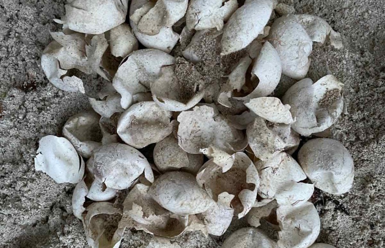 ކުޑަހުރަ އަށް ގެންދިޔަ ވެލާބިސްތައް ވިހައިފި